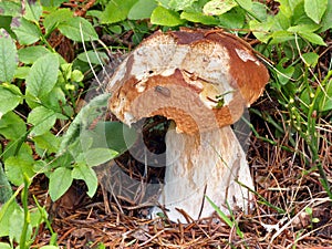 A partially bitten summer cep in nature