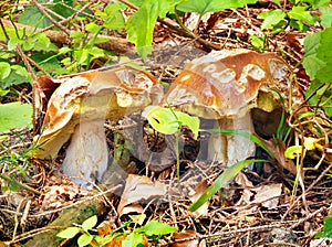 A partially bitten two summer ceps in nature