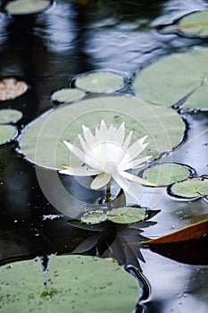 Partially blooming waterlily on lake with reflection