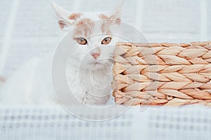 Partially blurred muzzle of white and ginger cat next to wicker basket on white background, selective focus