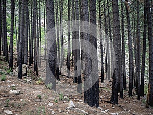 Partially burned trees after forest fires