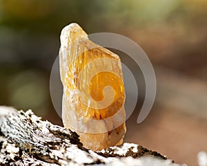 Partially crystallized golden Scapolite from Nigeria on fibrous tree bark in the forest.