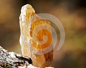 Partially crystallized golden Scapolite from Nigeria on fibrous tree bark in the forest.