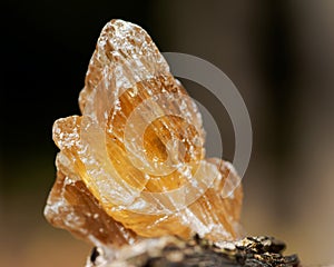 Partially crystallized golden Scapolite from Nigeria on fibrous tree bark in the forest.
