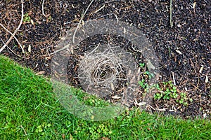 Partially destroyed straw birds nest on the ground