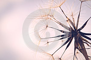 Partially dispersed dandelion clock seed head