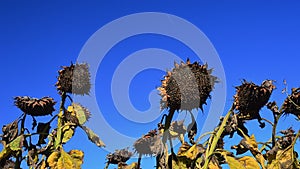 Partially dried sunflower heads of Common Sunflower, latin name Helianthus Annuus, with some seeds fallen out or eaten by birds