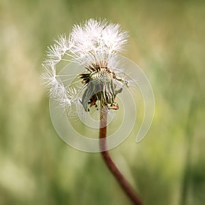 Partially flown dandelion