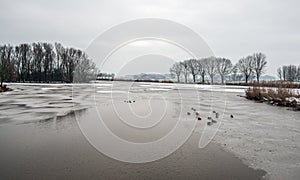 Partially frozen lake with resting mallards