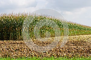 Partially harvested corn field