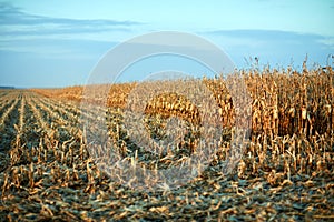 Partially harvested field of maize at sunset