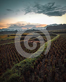 partially harvested rice fields
