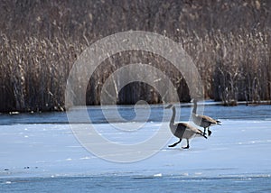 Partially ice covered pond with several Canadian Geese