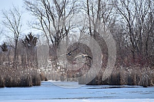 Partially ice covered pond with several Canadian Geese