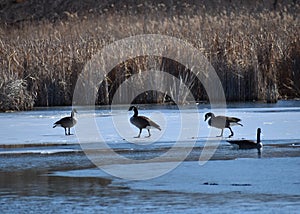 Partially ice covered pond with several Canadian Geese