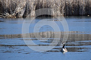 Partially ice covered pond with several Canadian Geese migrating back north on a sunny early spring day