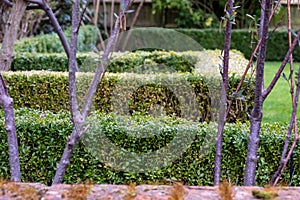 Partially infected box hedge, photographed in London UK. East Asian box hedge caterpillar attacks a box hedge.