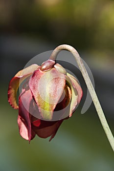 Partially open flower bud of a sarracenia plant