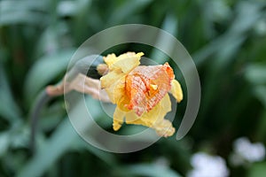 Partially shriveled Narcissus or Daffodil perennial herbaceous bulbiferous geophytes plant with yellow flower planted in local