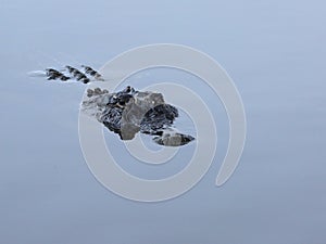 Partially submerged American Alligator