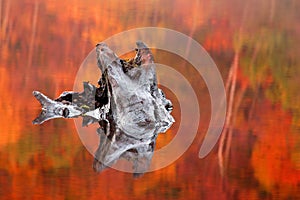 Partially submerged tree stump in a Loch