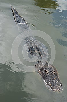 Partially submerged wild alligator in the Florida Everglades