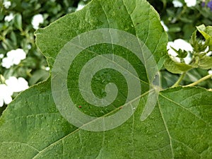 Partialy Green Leaf Close-Up