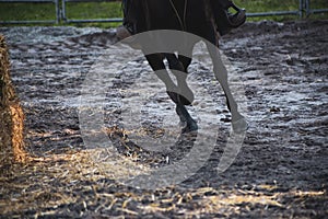 Particolare della corsa di un cavallo photo