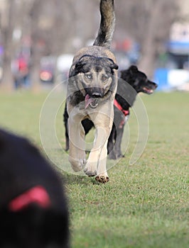 Particoloured Eyes Dog Running in the Park