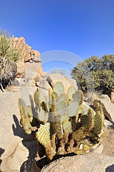 PArticular of Cactus at Joshua National Park