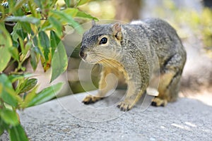 Particular of a squirrel in a park