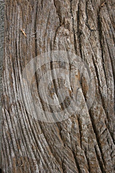 Particular texture of a spiral of wooden fibers