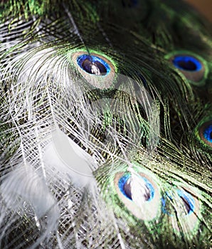 Particular of a white peacock