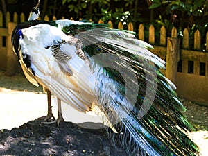 Particular of a white peacock