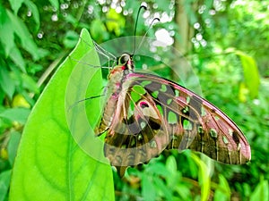 A particularly beautiful butterfly on the green leaves