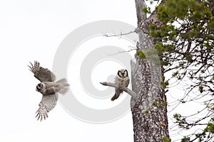 Parting. Pair of barred owls.