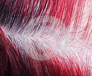 parting with regrown gray roots on female dyed head