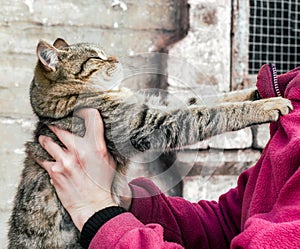 parting tabby cat clawed at a woman in a pink fleece jacket