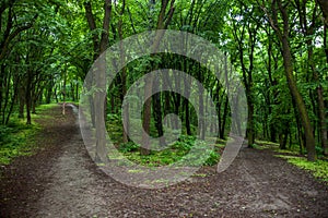 Parting of the ways in a green summer forest