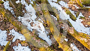 Partle declined broken oak tress in spring