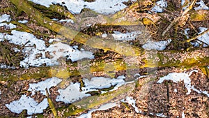 Partle declined broken oak tress in spring