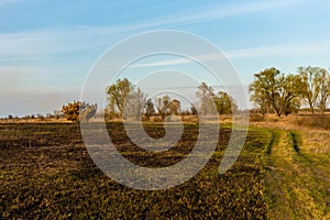 Partly burned field in the spring