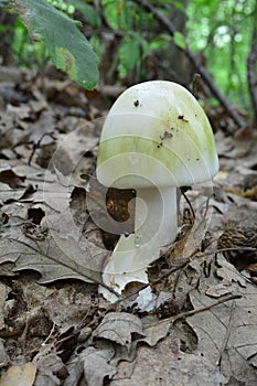 Partly developed very toxic Amanita phalloides mushroom photo