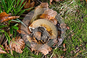 A partly exploded earthball, having dispersed its spores