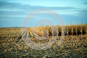 Partly harvested corn field in evening light