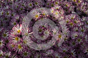 Partly lit purple and yellow chrysanthemum flowers in greenhouse
