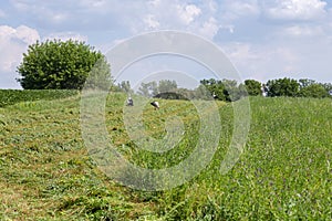 Partly mown alfalfa field with windrows and storks between them