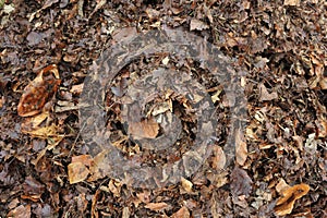 Partly rotted leaves turning into leafmould