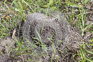 Partly wet fire ant mound