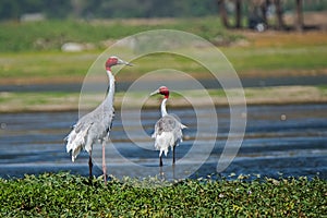 Partners for Life Sarus Crane birds